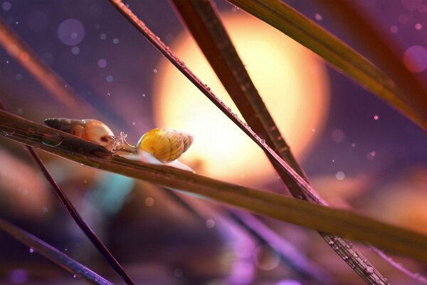 Meeting of two snails on a branch