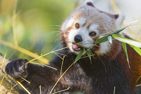 Red panda chews a bamboo twig