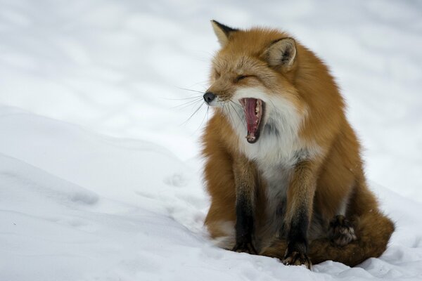 Renard roux sur fond de neige