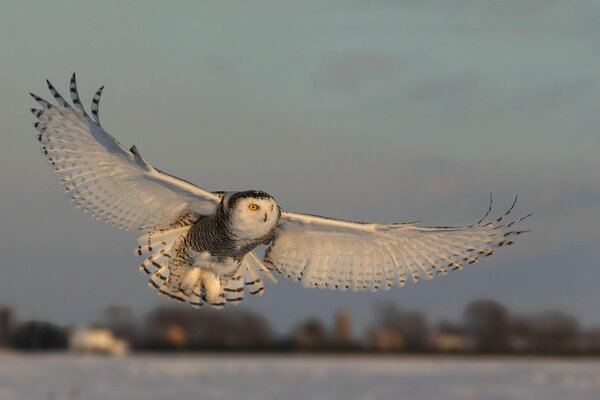 Une énorme envergure de hibou