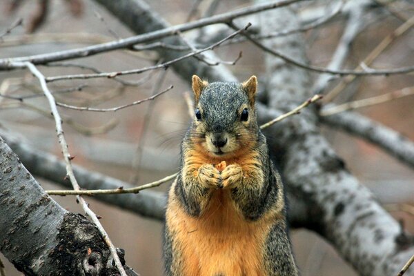 A squirrel holding food in his hands while sitting on a tree