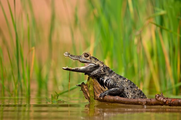 Cocodrilo con boca abierta en el agua