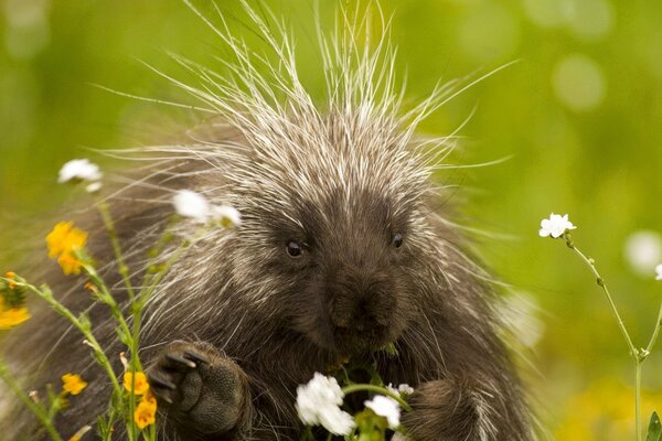 Porcupine with flowers in nature