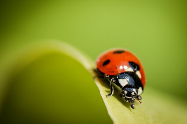 Ladybug on a blade of grass