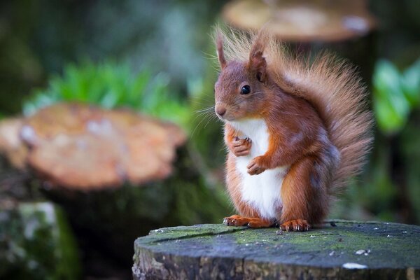 Forest squirrel on a stump