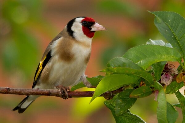 A Goldfinch bird on a tree branch