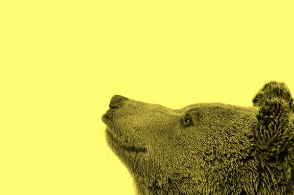 The muzzle of a bear on a yellow background