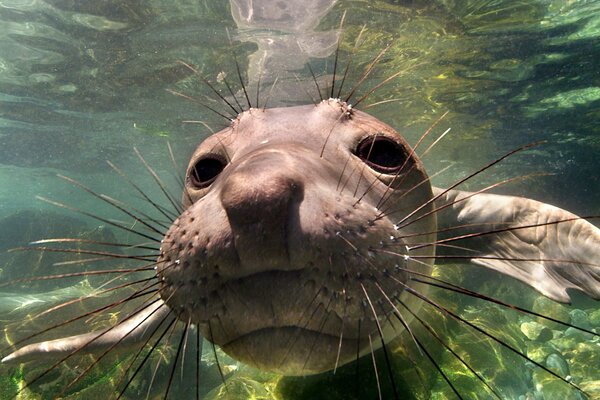 Elephant seal photo underwater