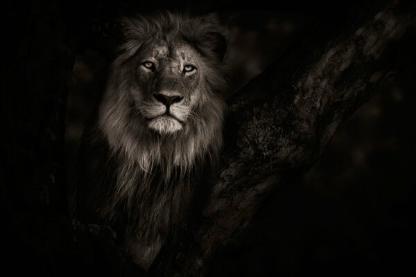 León en la naturaleza de Botswana