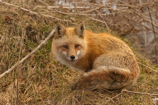 Renard roux sur l herbe sèche et les branches