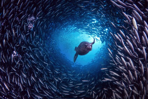 Sea lion in a fish tunnel