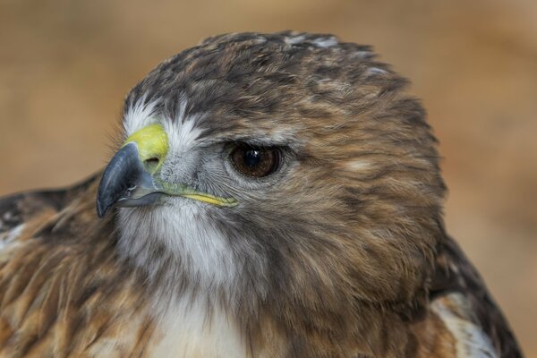 Der Raubvogel-Blick ist ein Falke