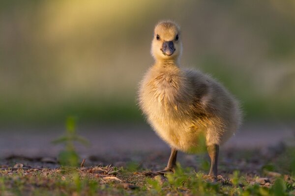 Ein kleines Küken. Baby-Gans