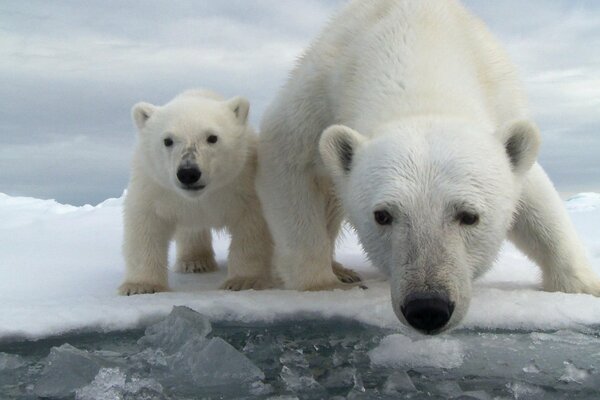 Poor bear with a bear cub in the snow