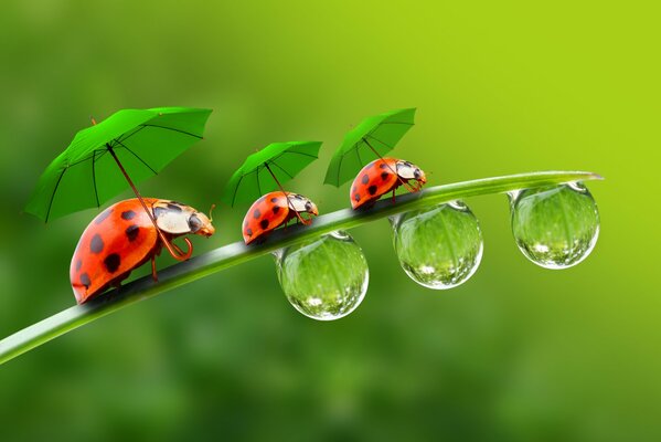 Trois coccinelles sous les parapluies marchent sur la feuille