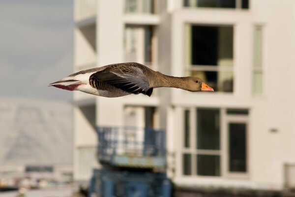 The migratory, rejoicing in the morning, flew into the city