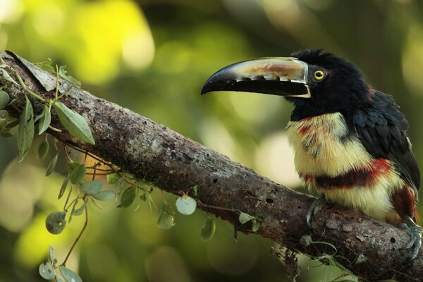 Oiseau exotique au plumage lumineux