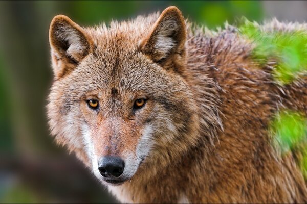 A wolf in nature. Portrait up close