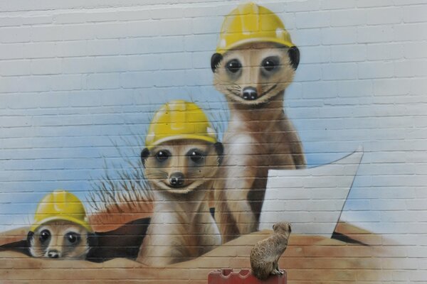 A meerkat looks at graffiti with meerkats