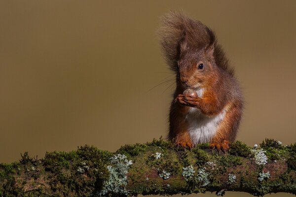 A red squirrel nibbles a nut