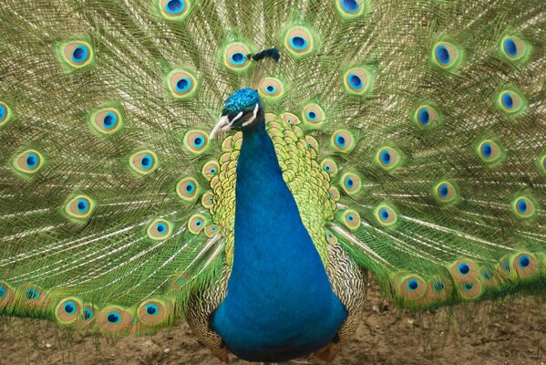 Helle Federn beim Pfauenvogel