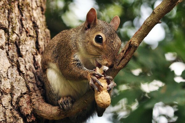 Cute squirrel nibbles a nut on a tree