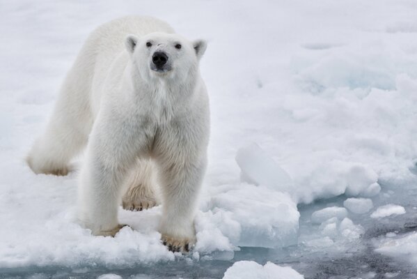 Polar white bear. On the ice in the snow