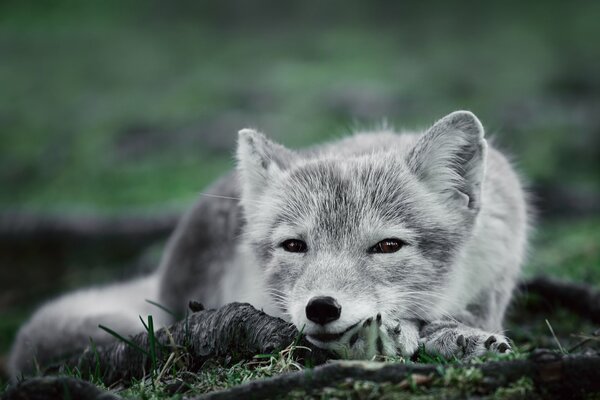 Ash-white polar fox arctic fox with a cunning look