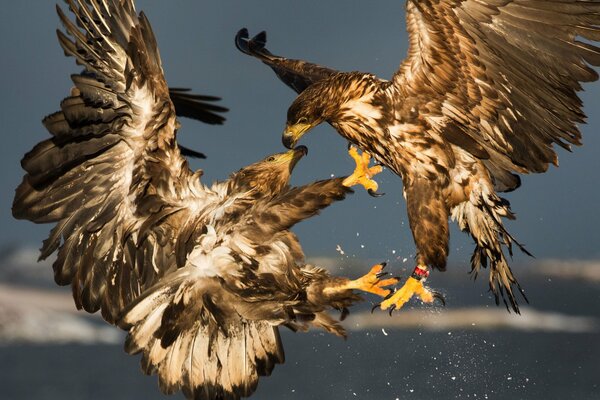 Kampf zweier Vögel am Himmel