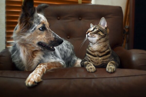 Hund und Katze sind beste Freunde