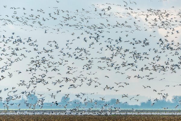 Un troupeau d oiseaux de mer a rempli tout l espace au-dessus de l eau