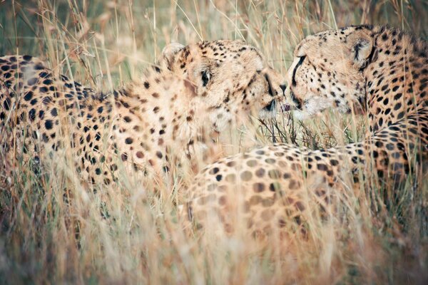 Deux léopards à l état sauvage