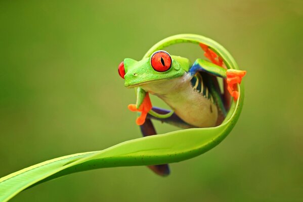 Frosch mit roten Augen am Stiel