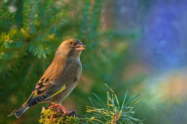 Ein kleiner Vogel sitzt auf einem grünen Ast