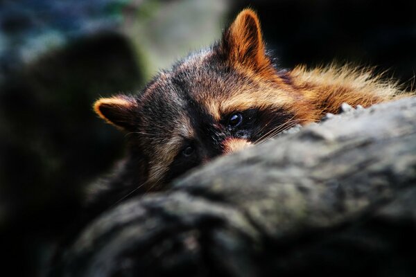 Cute raccoon face peeks out from under a tree