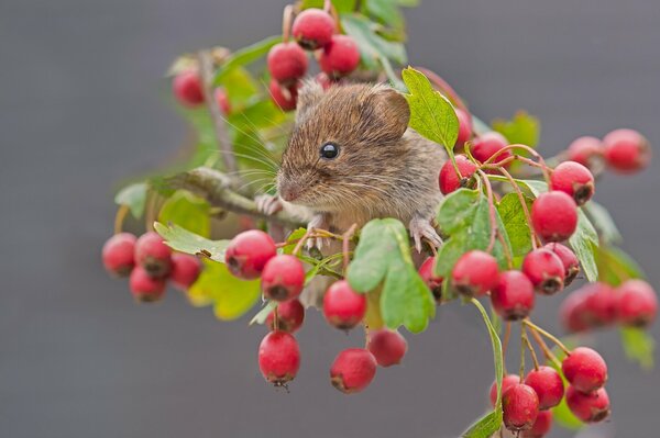 Die rote Maus ist ein Wühlmaus Nagetier auf einem Weißdornzweig. Makroaufnahme