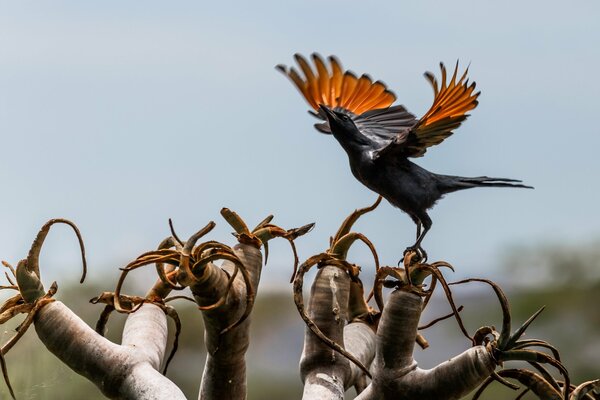 Der Vogel schwang seine Flügel auf der Pflanze