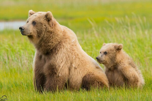 Oso con un oso sentado en la hierba