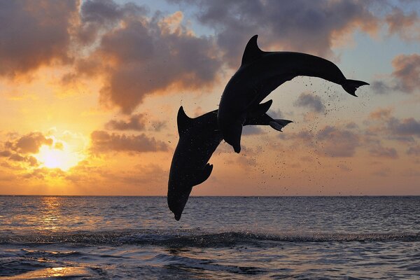 Silhouette of a pair of dolphins in a jump with a landscape of sky and sea