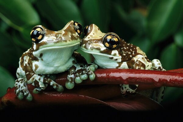 Frogs hug sitting on a leaf