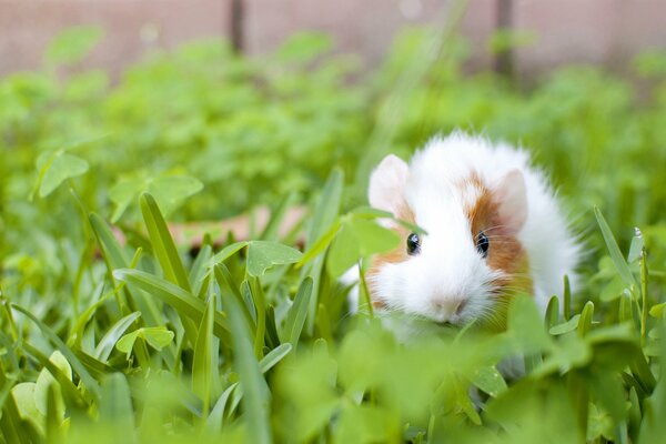 A guinea pig peeking out of the grass