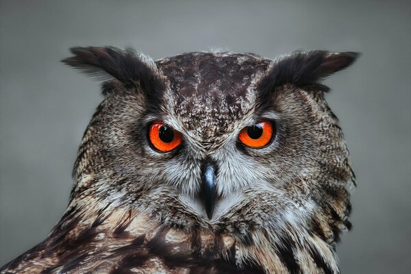 What does the owl s gaze want to say