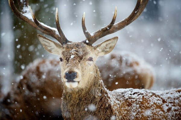 Un ciervo con grandes cuernos en medio de la nieve que cae