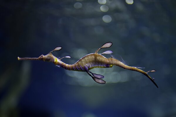 An unusual ragpicker seahorse