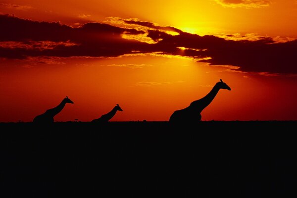 Afrikanische Giraffen gehen in den Sonnenuntergang