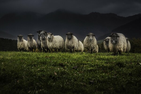 Night nature. Sheep flock