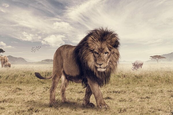 A lion with other animals on the field