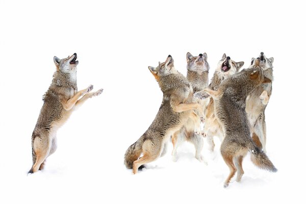 Danza de los depredadores: una bandada de lobos en la nieve