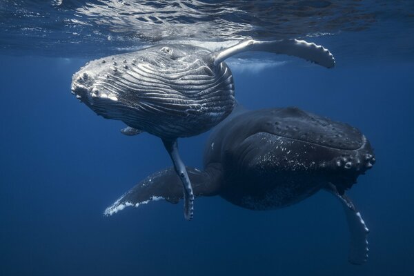 Big whales in the blue sea