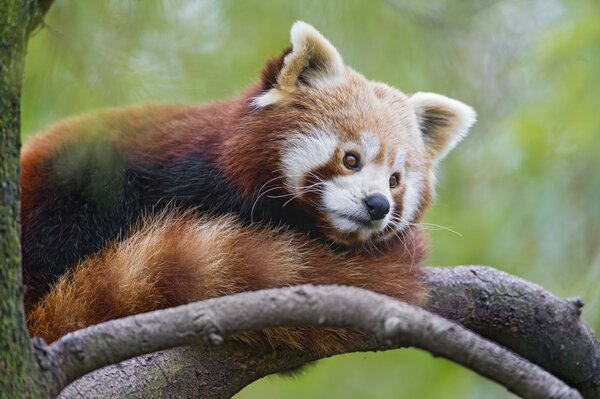 Red panda sitting on a branch